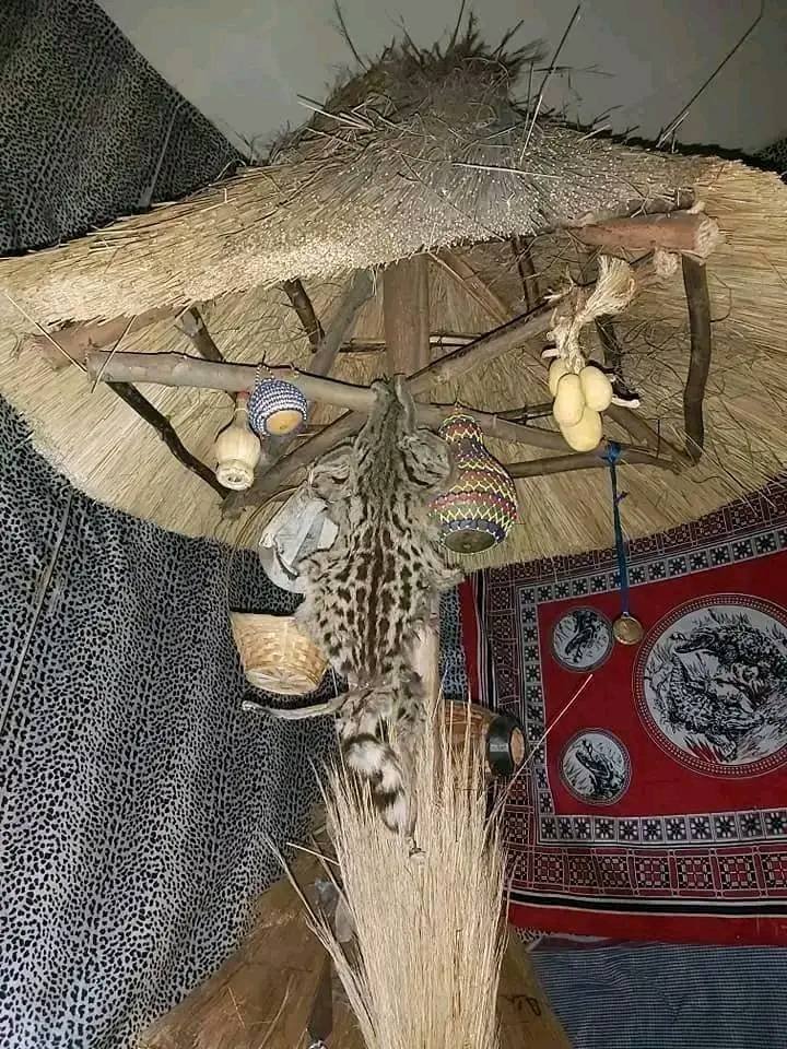 SPELL CASTER [[+27•82″66″23″7-07]] SANGOMA/ A TRADITIONAL HEALER  in  Nelspruit,  Capetown,  Ladysmith,  Ladybrand,  Groblersdal,  Secunda,  Middleburg,  Newcastle,  Polokwane,  Port Elizabeth,  East London, Ermelo, Kimberly, Mthatha, Queenstown,