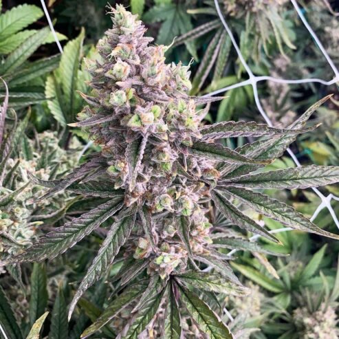 BUY WEED Online WhatsApp +1(202)656-4683 ,CANADA ONLINE, free shipping.