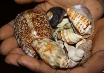 medium.medium.WITCHCRAFT.jpeg.00ecbea234503490a02d4e32ecddbb7c.jpeg.5ea5d397d95120ab5ed56bae02f9d3dc